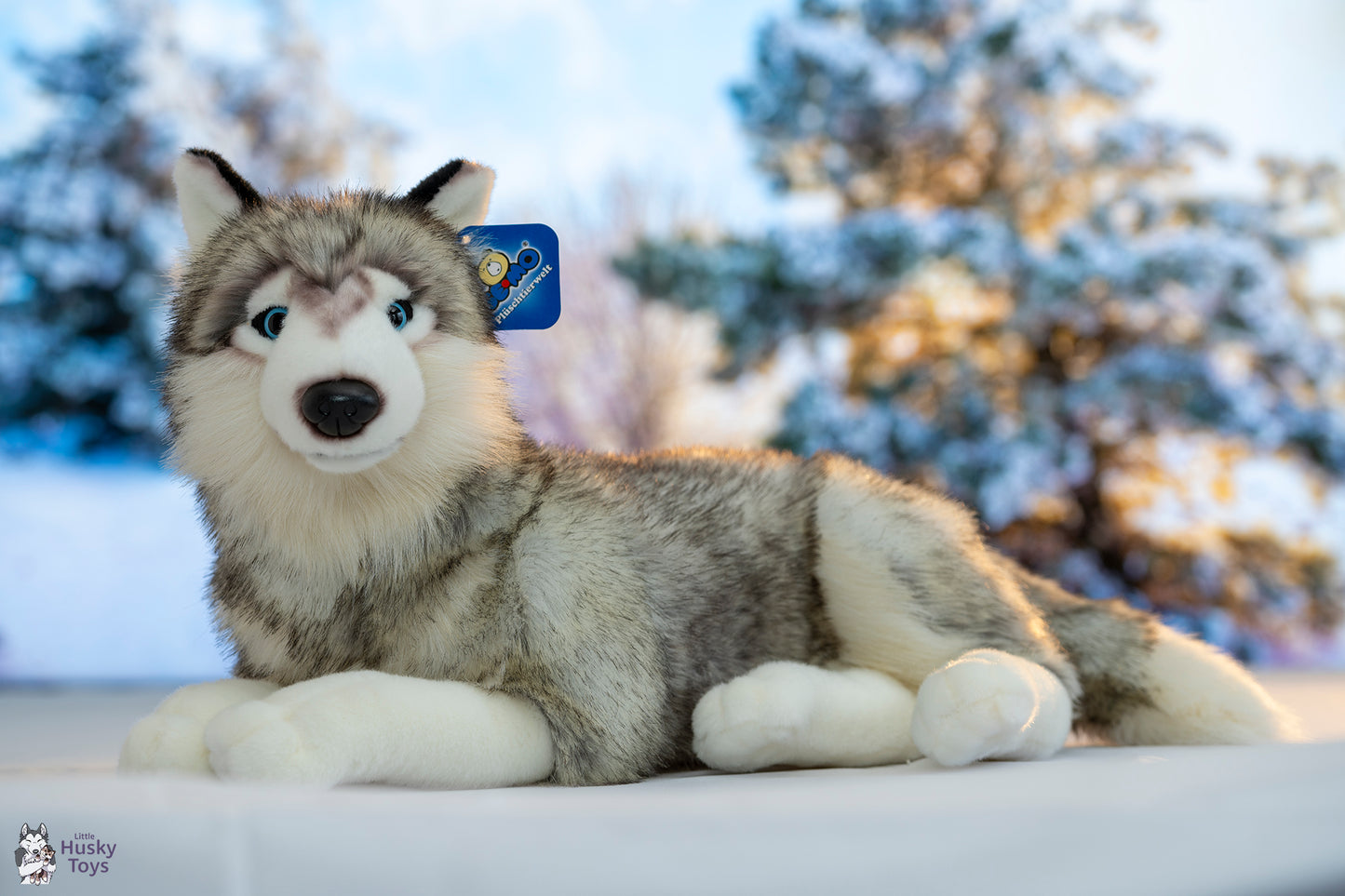 Semo lying Husky