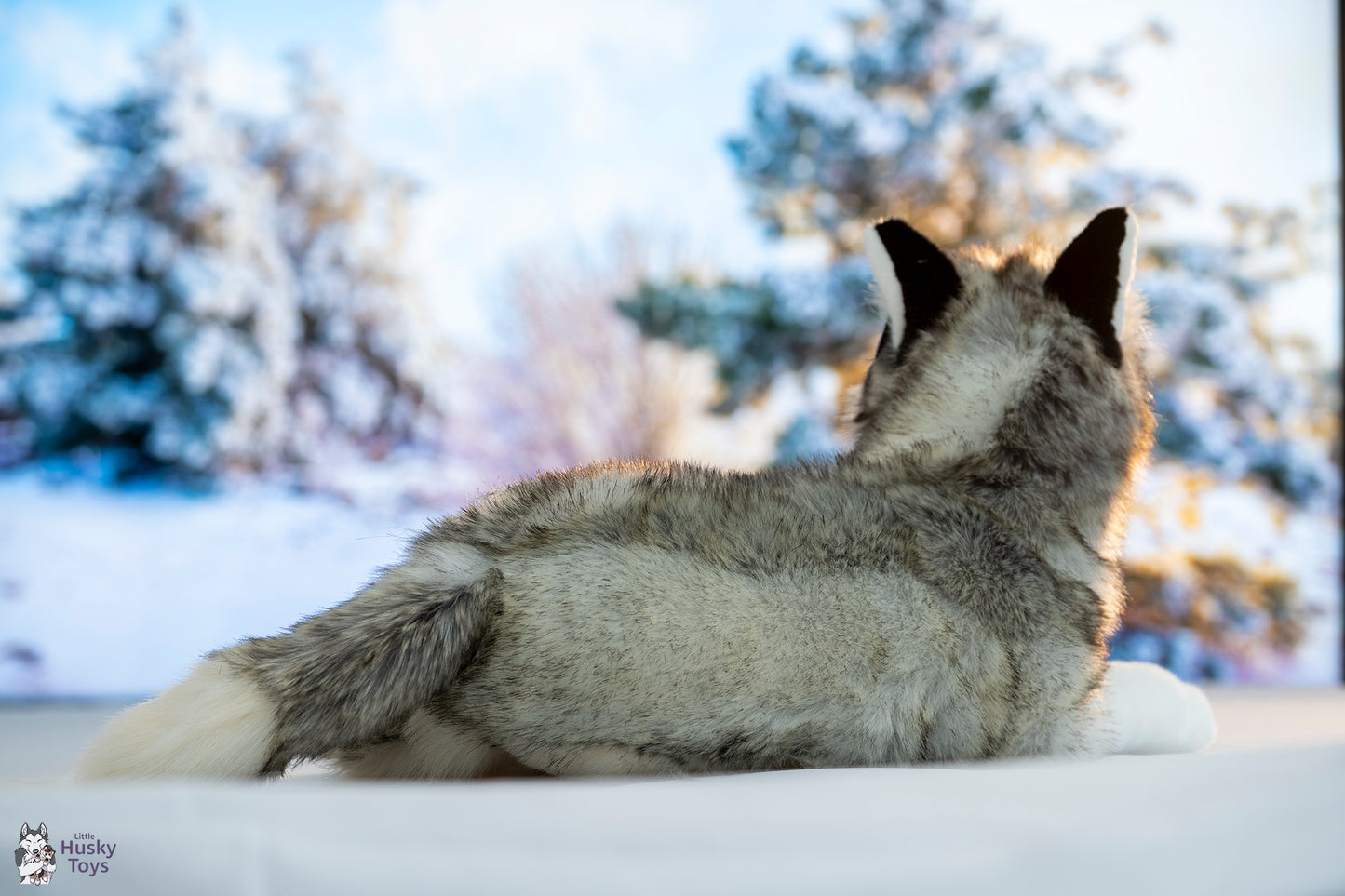 Semo lying Husky