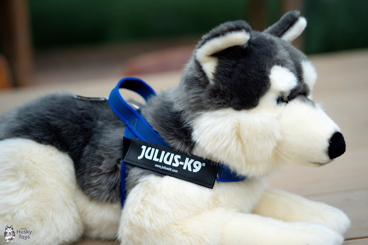 Julius-K9 IDC® Belt Harness XS / Mini-Mini