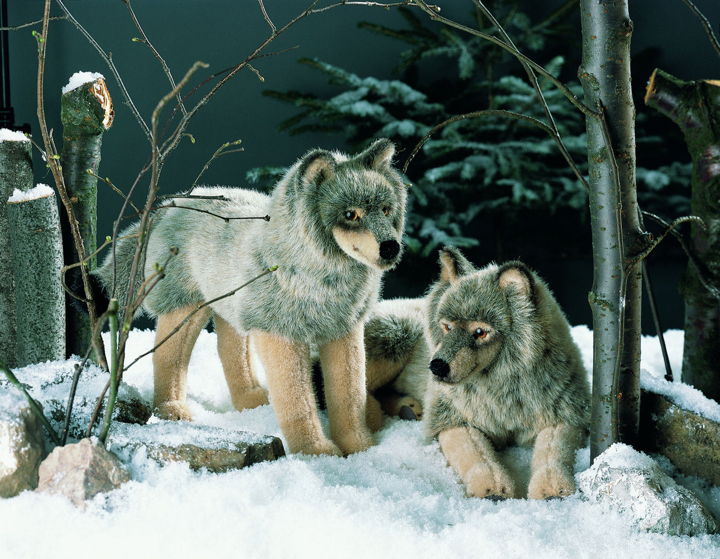 Kösen Lying Wolf