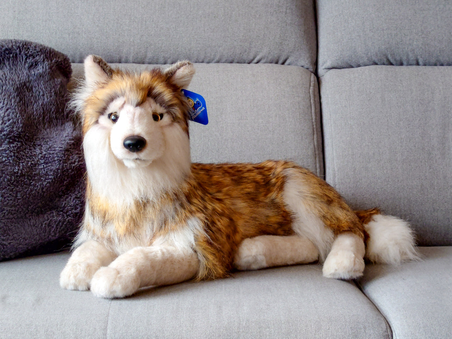 Semo lying Wolf