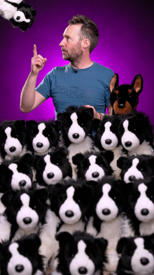 Chase the Border Collie is here! 🎉🥳
