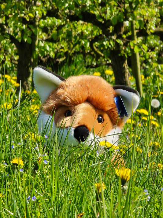 Last Semo Jumbo Foxes for a while! 😬