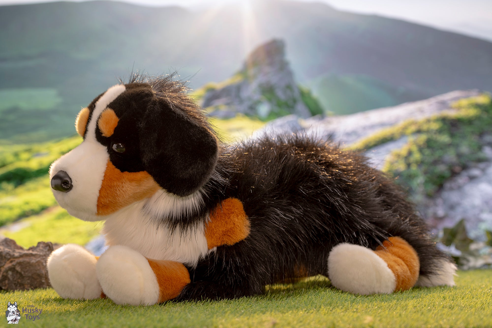 Toy bernese mountain dog top