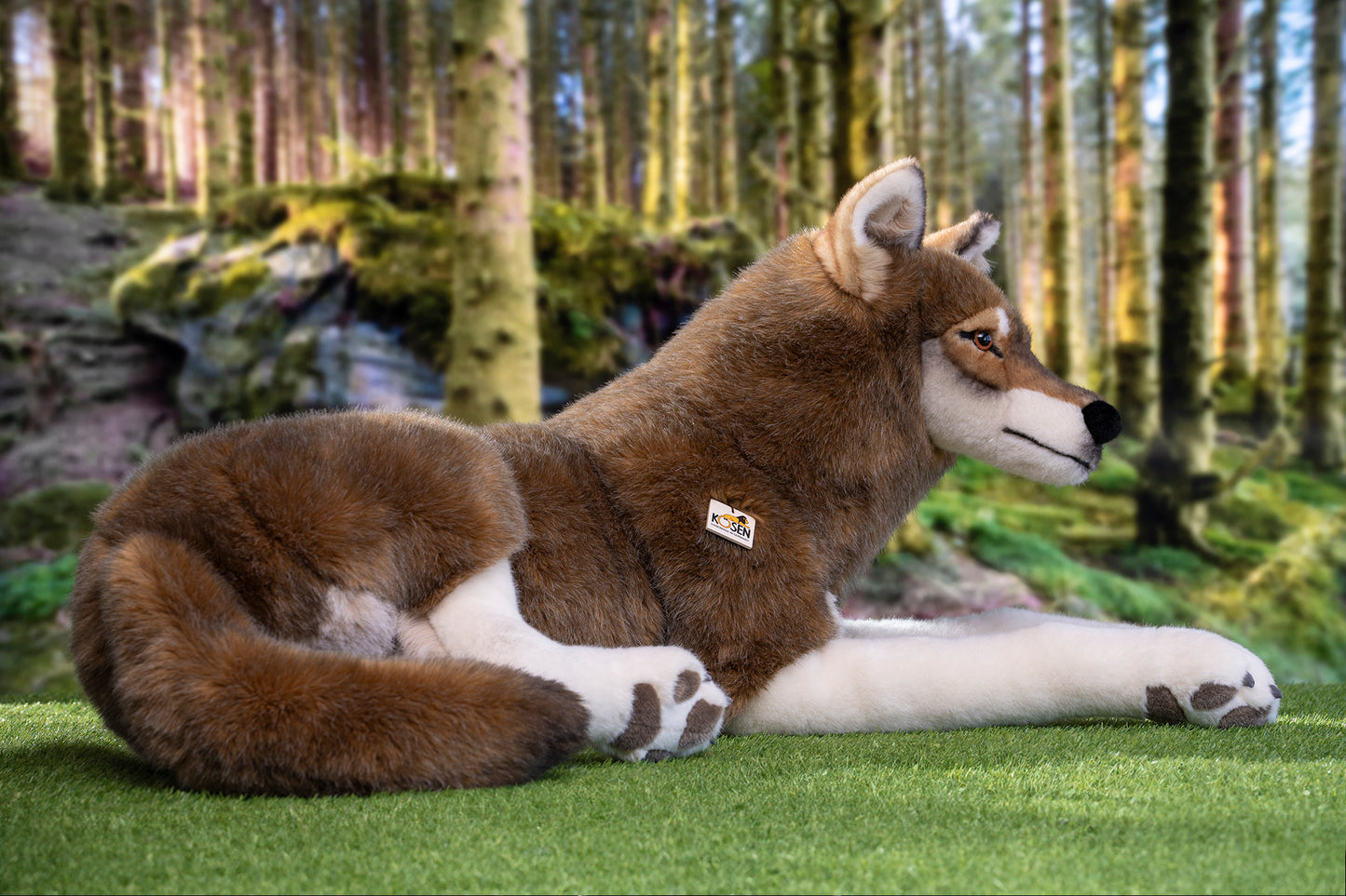 Kösen Lying Wolf - Studio