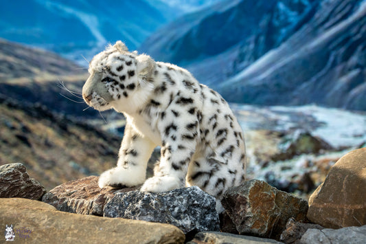 Hansa Creation Snow Leopard 26 cm