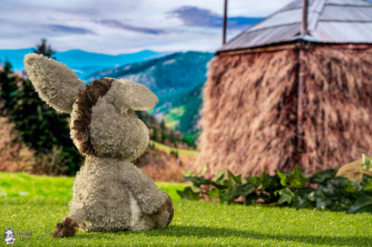 Nici Donkey Donkeylee