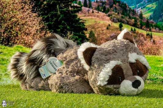 Nici Laying Raccoon Lenno