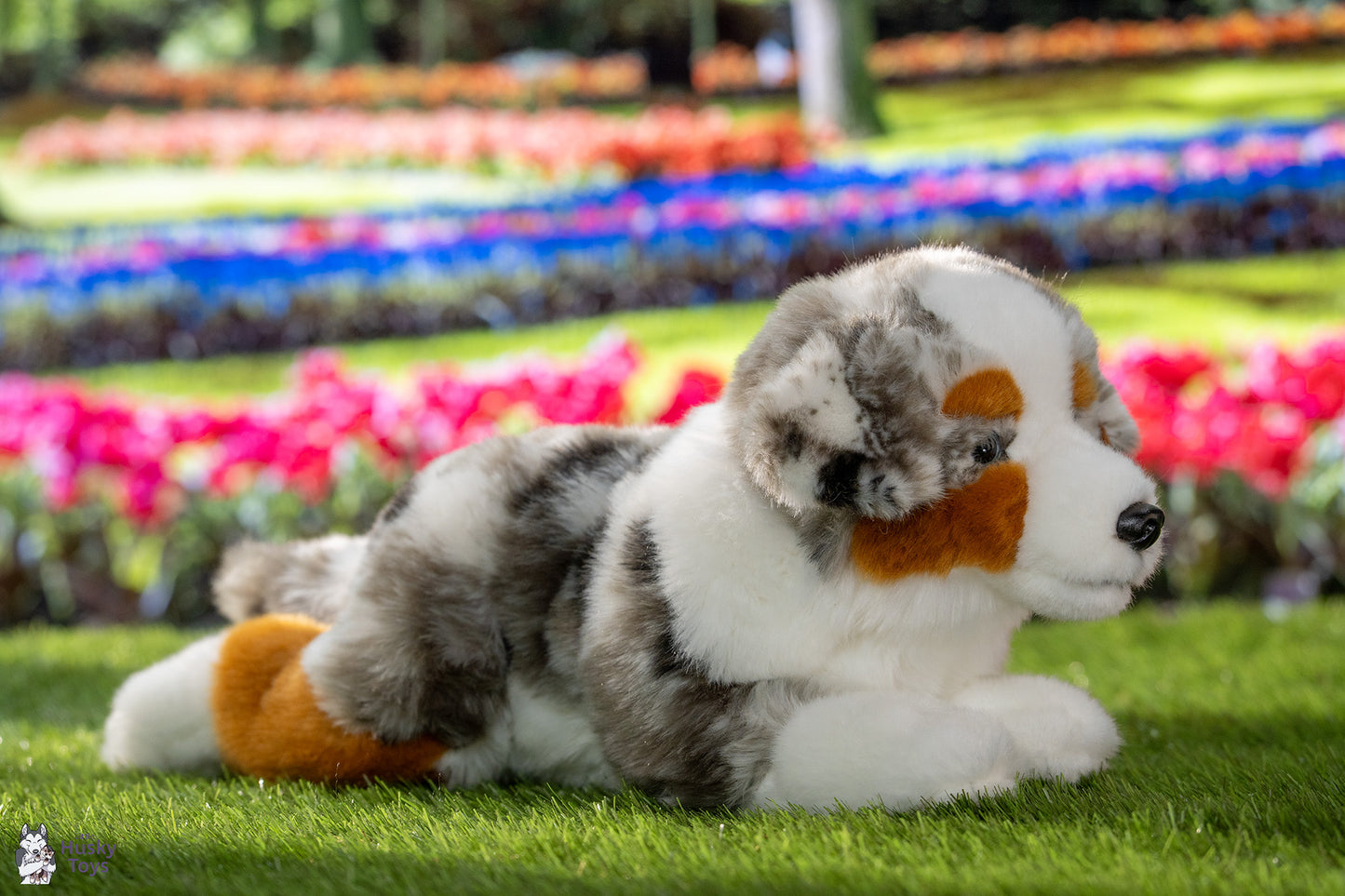 Teddy Hermann Australian Shepherd lying 40 cm