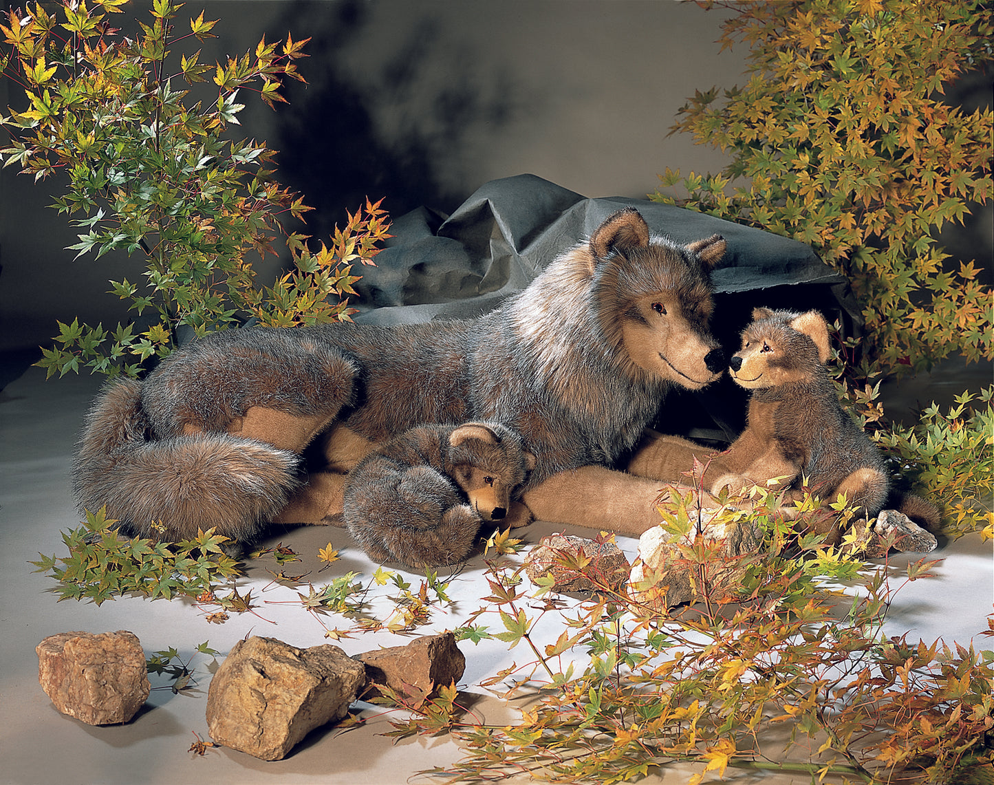 Kösen Lying Wolf - Studio