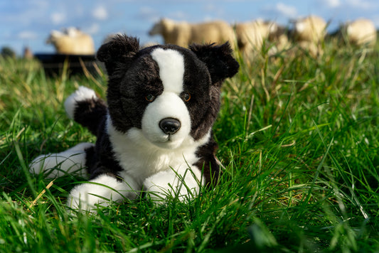Teddy Hermann Lying Border Collie